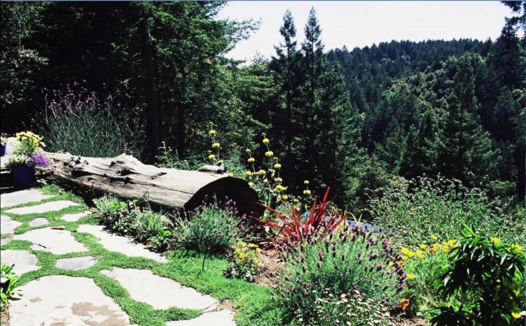 October 2020 Interview with Kamala Landscape Designer Part